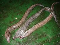 Мурена только в прилове — с крючка неудобно, мелочь путает поводки