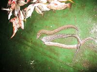 Мурена только в прилове — с крючка неудобно, мелочь путает поводки