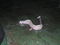 Мурена только в прилове — с крючка неудобно, мелочь путает поводки