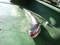 Прилипала на воблер — от акулы оторвалась и искала нового хозяина