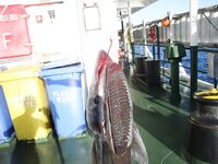 Прилипала на воблер — от акулы оторвалась и искала нового хозяина