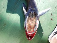 Прилипала на воблер — от акулы оторвалась и искала нового хозяина