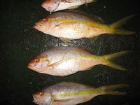 Progreso, Мексика — рейд щедрый: клев шёл ровно без лишних слов