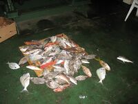 Progreso, Мексика — рейд щедрый: клев шёл ровно без лишних слов