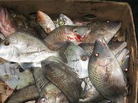 Progreso, Мексика — рейд щедрый: клев шёл ровно без лишних слов