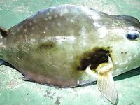 «Костяная рыбка» из тропиков: сплошной скелет, пару кадров и обратно в море