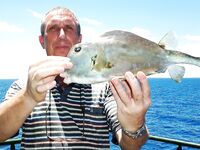 «Костяная рыбка» из тропиков: сплошной скелет, пару кадров и обратно в море