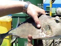 «Костяная рыбка» из тропиков: сплошной скелет, пару кадров и обратно в море