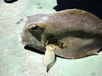 «Костяная рыбка» из тропиков: сплошной скелет, пару кадров и обратно в море