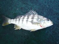 Рейд Веракрус, Мексика: каменный окунь на кальмара и короткие ступенчатые проводки