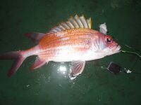 Рейд Веракрус, Мексика: каменный окунь на кальмара и короткие ступенчатые проводки