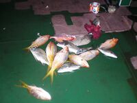 Рейд Веракрус, Мексика: каменный окунь на кальмара и короткие ступенчатые проводки