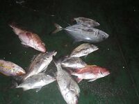 Рейд Веракрус, Мексика: каменный окунь на кальмара и короткие ступенчатые проводки