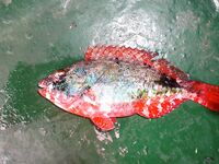 Карибы — чёрную рыбу не стали брать, «золотую» отпустили со словами из сказки