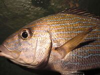 Карибы — чёрную рыбу не стали брать, «золотую» отпустили со словами из сказки