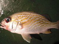 Карибы — чёрную рыбу не стали брать, «золотую» отпустили со словами из сказки