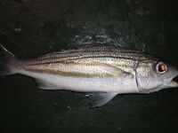 Карибы — чёрную рыбу не стали брать, «золотую» отпустили со словами из сказки