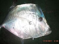 Карибы — чёрную рыбу не стали брать, «золотую» отпустили со словами из сказки