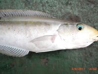 Карибы — чёрную рыбу не стали брать, «золотую» отпустили со словами из сказки