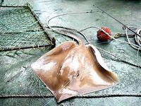 Санта-Мария, Куба — коптили улов у маяка, ската отпустили несмотря на уговоры