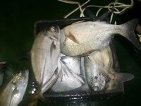 Санта-Мария, Куба — коптили улов у маяка, ската отпустили несмотря на уговоры