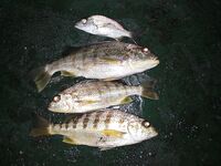 Небольшие по 150–300 г, но удовольствие: кусочки кальмара или мяса решают