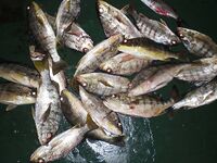 Небольшие по 150–300 г, но удовольствие: кусочки кальмара или мяса решают