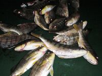 Небольшие по 150–300 г, но удовольствие: кусочки кальмара или мяса решают