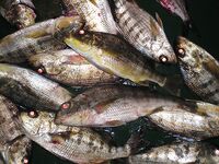 Небольшие по 150–300 г, но удовольствие: кусочки кальмара или мяса решают