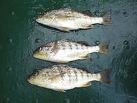 Небольшие по 150–300 г, но удовольствие: кусочки кальмара или мяса решают