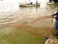 Бургас, цаца пошла: шпроты днём, а вечером подтянется и крупная рыба к ужину