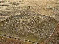 Бургас, цаца пошла: шпроты днём, а вечером подтянется и крупная рыба к ужину