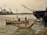 Бургас, цаца пошла: шпроты днём, а вечером подтянется и крупная рыба к ужину