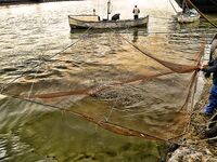 Бургас, цаца пошла: шпроты днём, а вечером подтянется и крупная рыба к ужину