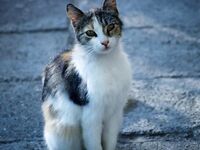 Тёплая вода и пусто: бычка и ставриды нет, ждём первый хвост на подходе