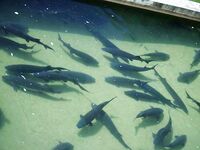 Когда в море затишье: форель и осётр на платнике в горах Странджа, река Катун