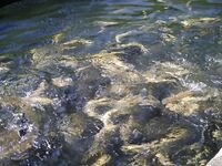 Когда в море затишье: форель и осётр на платнике в горах Странджа, река Катун