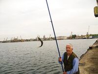 Ставрид пришёл в Бургас: кто умеет берёт на самодур, остальным рынок в помощь