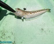 Свинцовый джиг как груз для самодура: 2 в 1 по луфарю и ставриде, осторожно дракон