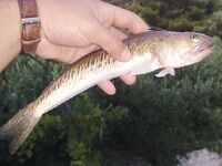 Свинцовый джиг как груз для самодура: 2 в 1 по луфарю и ставриде, осторожно дракон