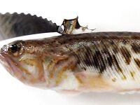 Свинцовый джиг как груз для самодура: 2 в 1 по луфарю и ставриде, осторожно дракон