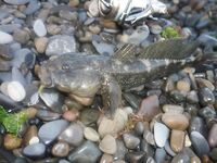 Краснодарский край: Zenaq Astra 0.4–5 г, слабый отклик, ерши, бычки, караси, барабуля