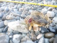 Краснодарский край: Zenaq Astra 0.4–5 г, слабый отклик, ерши, бычки, караси, барабуля