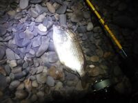 Краснодарский край: Zenaq Astra 0.4–5 г, слабый отклик, ерши, бычки, караси, барабуля