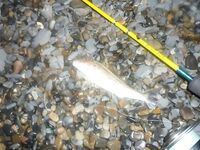 Краснодарский край: Zenaq Astra 0.4–5 г, слабый отклик, ерши, бычки, караси, барабуля