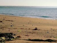 После грозы солнце и монокини, ставридке по ветру уютно, уха на радость