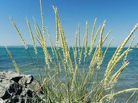 После грозы солнце и монокини, ставридке по ветру уютно, уха на радость