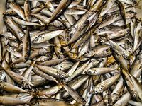 Царево и бомбарда: шноркель и гарпун, у берега трава и кефаль на мелководье