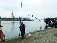 Самодур на 15 крючков: по 4–5 рыб за заброс, но спина просит пауз и смены темпа