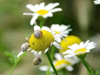 Весной улитки на наживку: рабочий вариант по бычку в прибрежной зоне